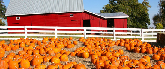 Your Fun-Filled Fall, Featuring Rocketbook